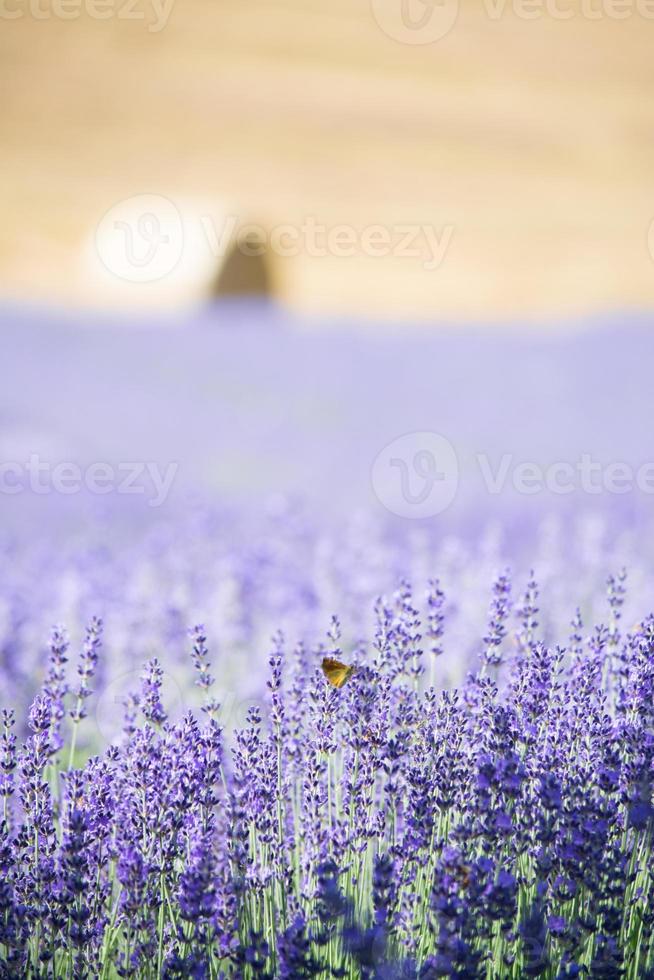 campo de lavanda en italia foto