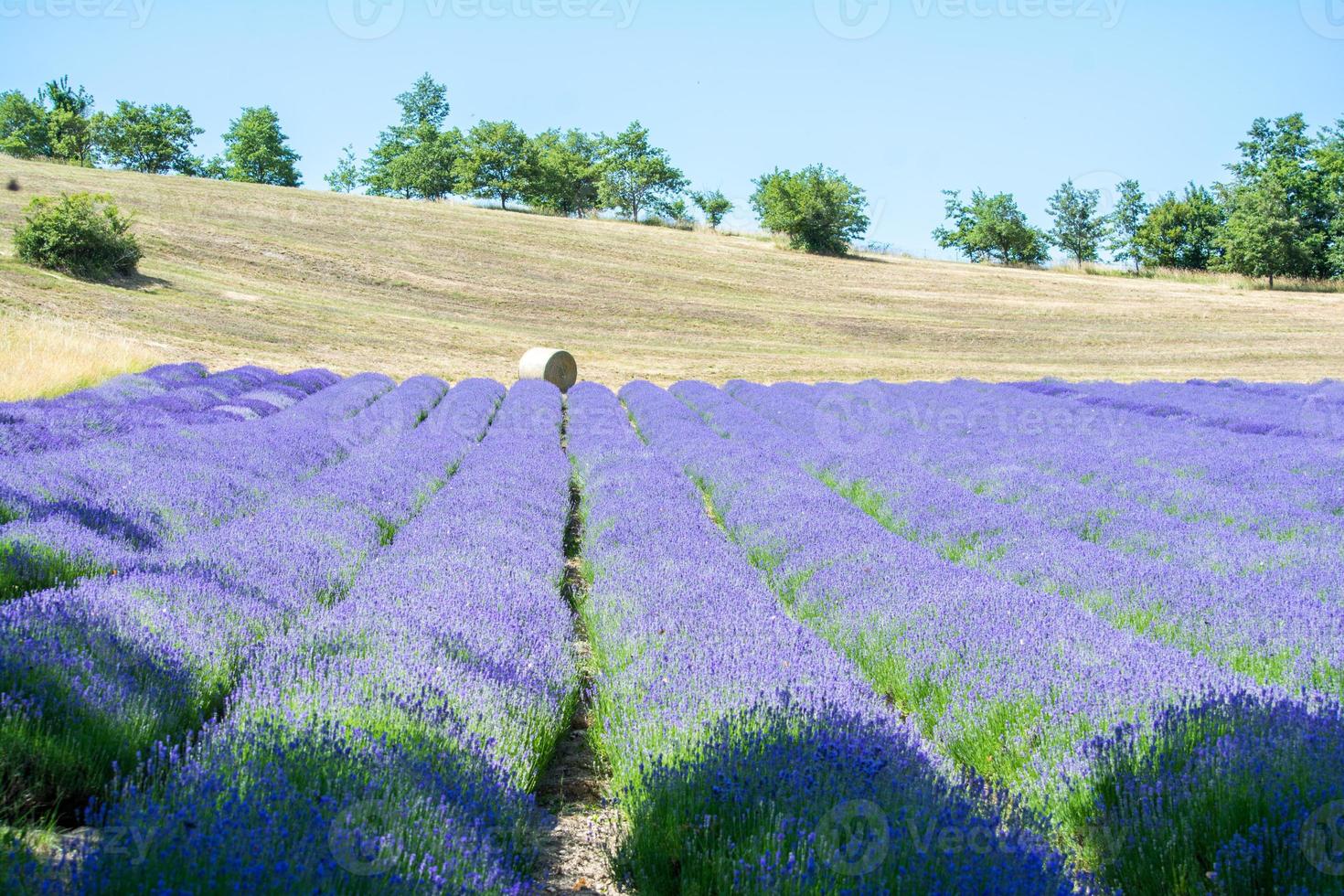 Lavender field in Italy photo