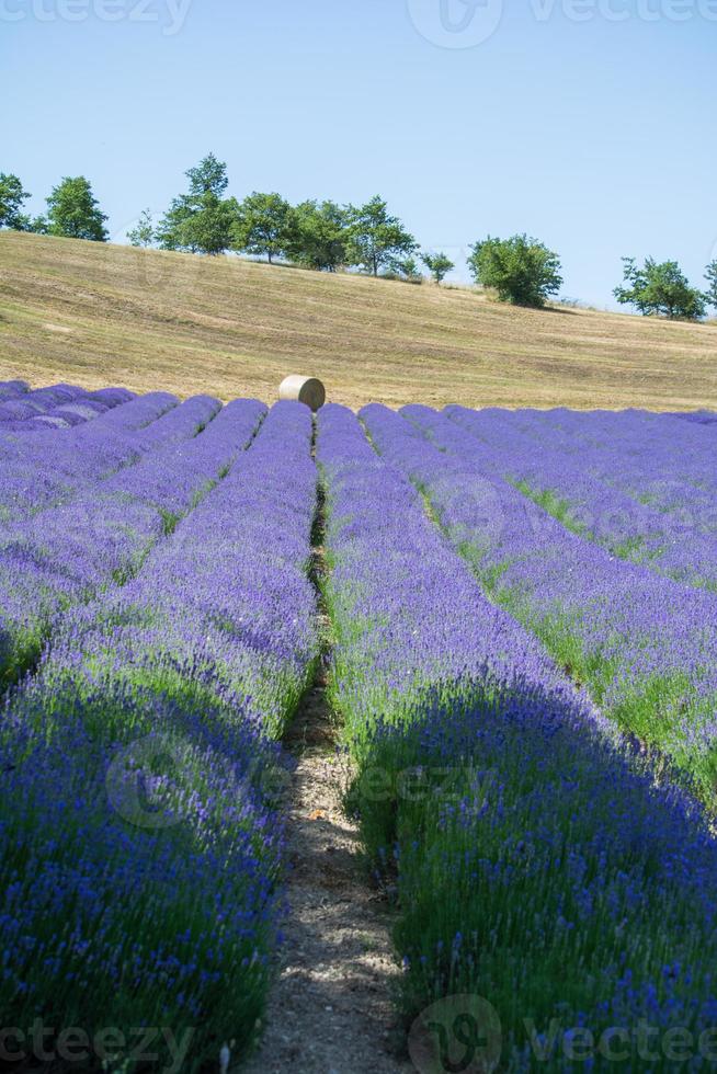 Lavender field in Italy photo