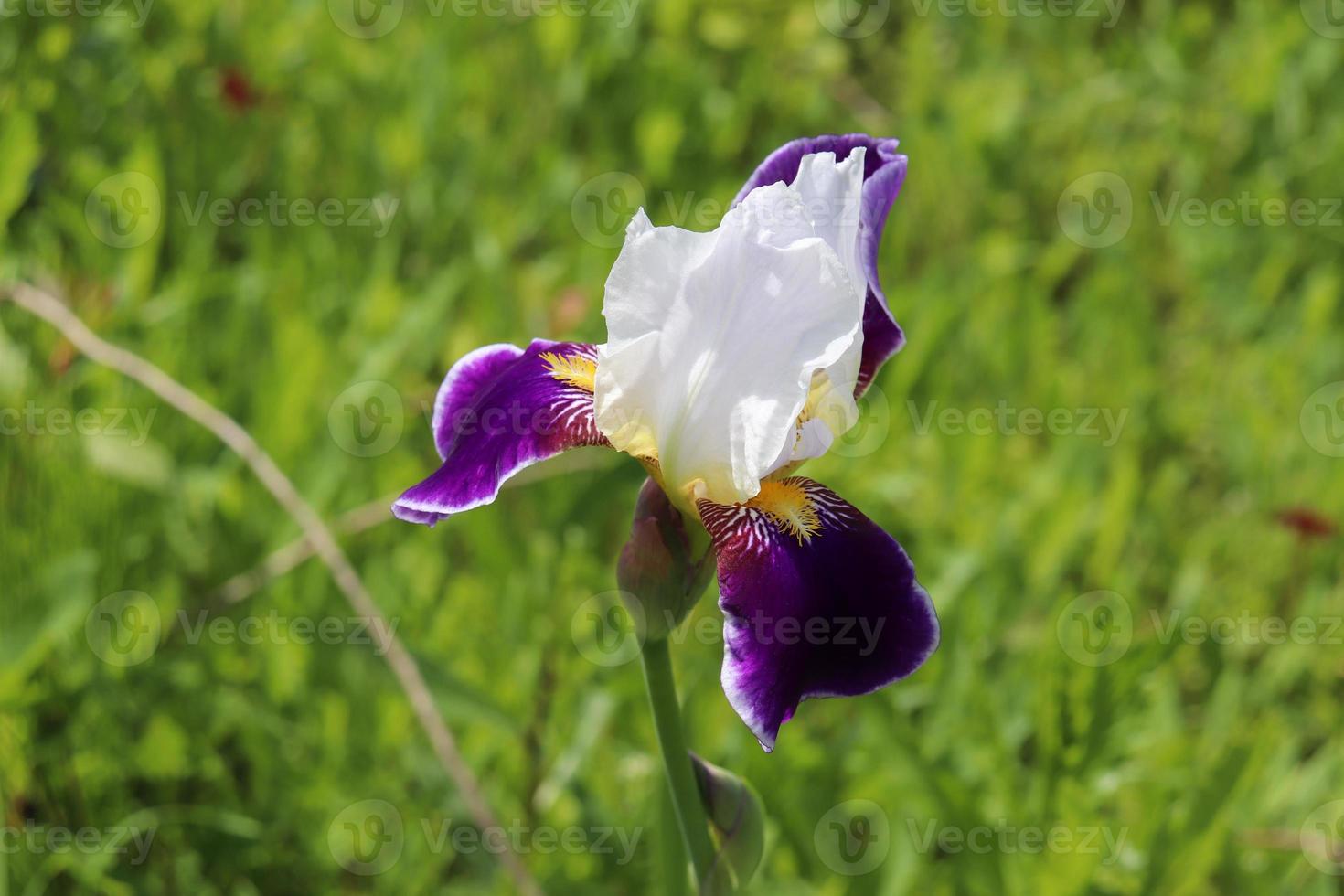 foto de blanco-morado iris flor de cerca