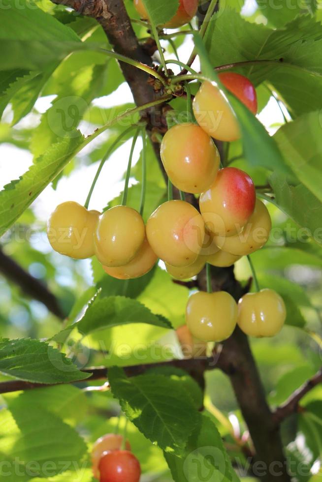 photo of bunch of ripe yellow cherries on a branch