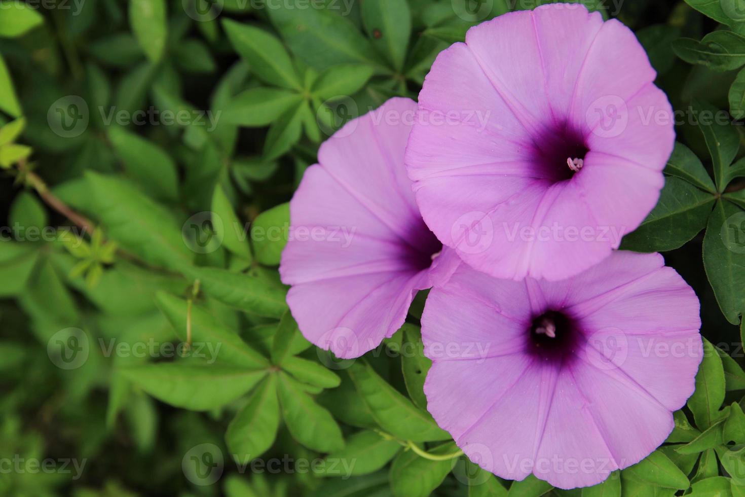 A bright purple morning glory in a garden covered with fresh green foliage. photo