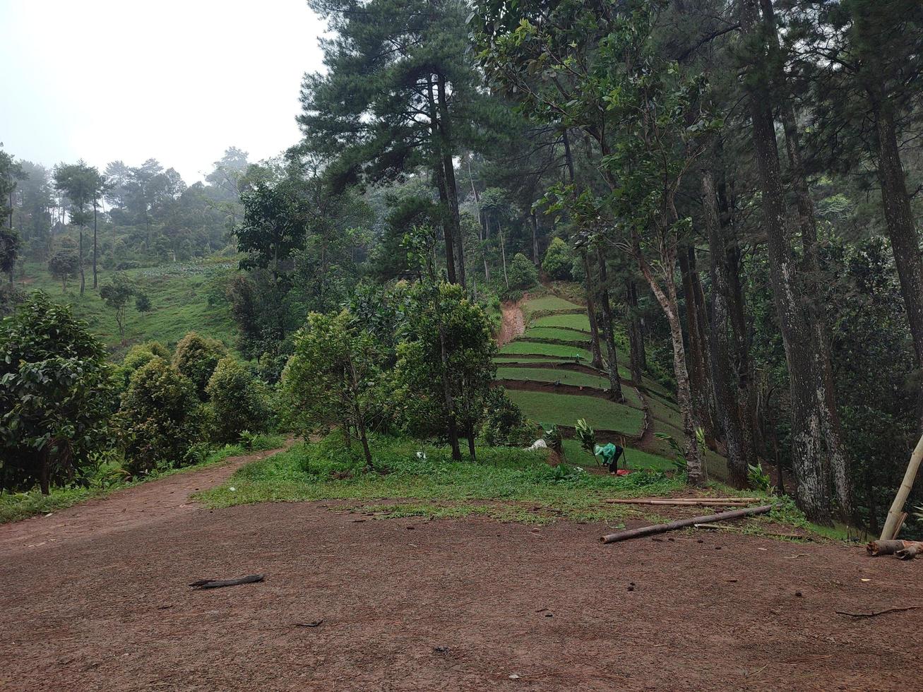 cebolla jardín a el pie de el montaña. foto