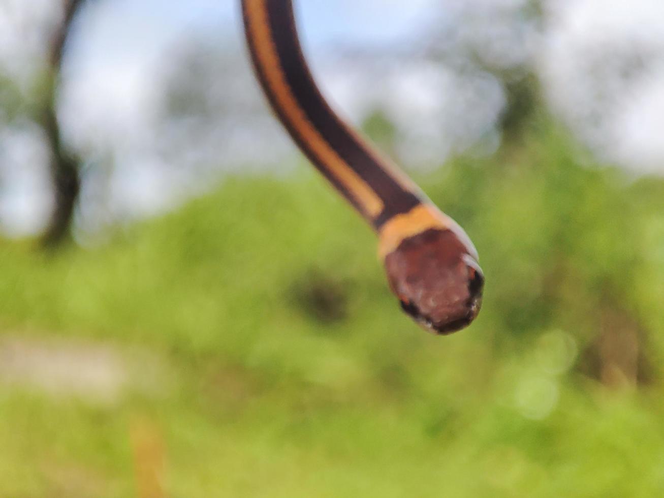 snake with the Latin name Coniophanes hanging. photo