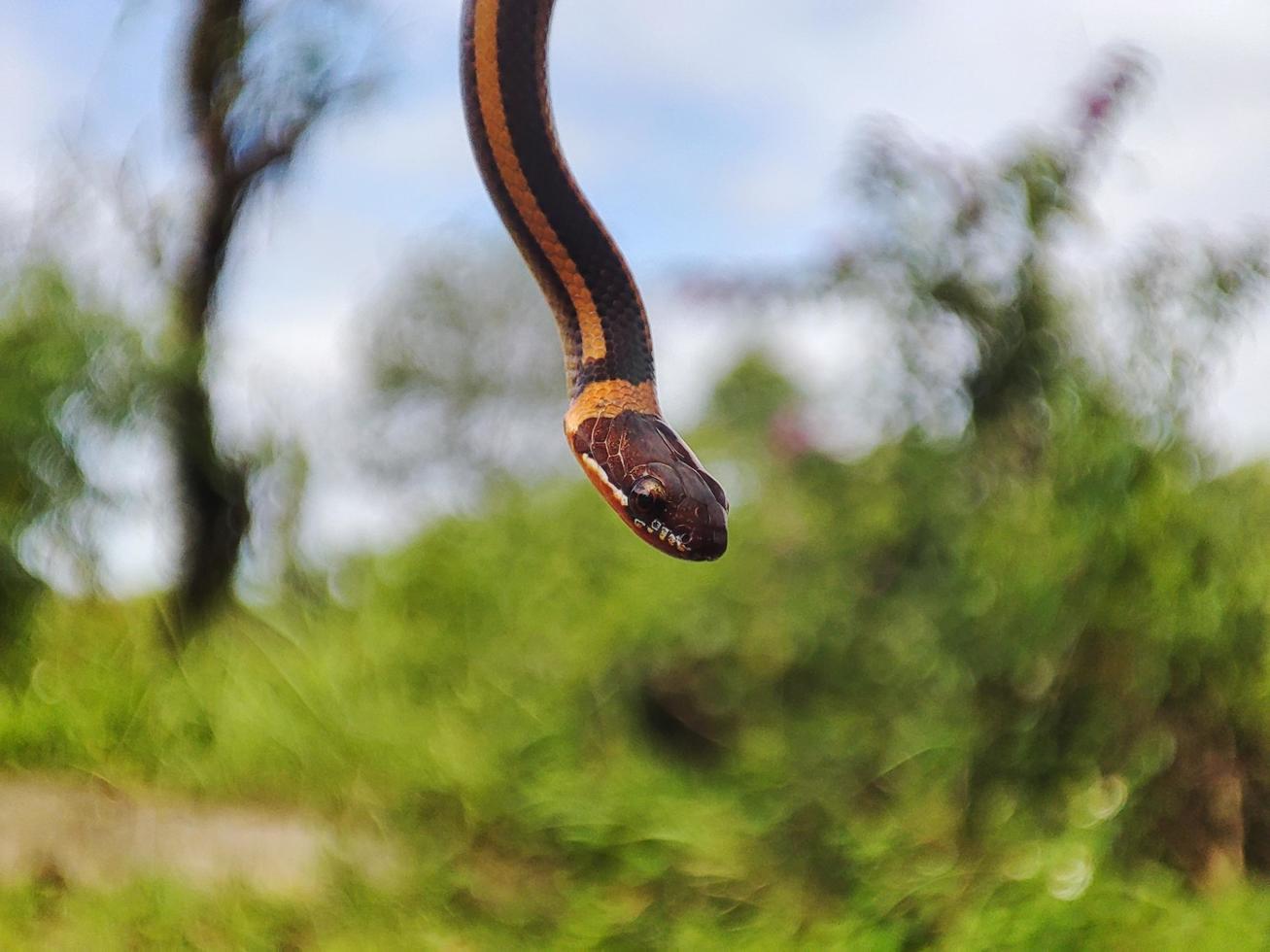 snake with the Latin name Coniophanes hanging. photo