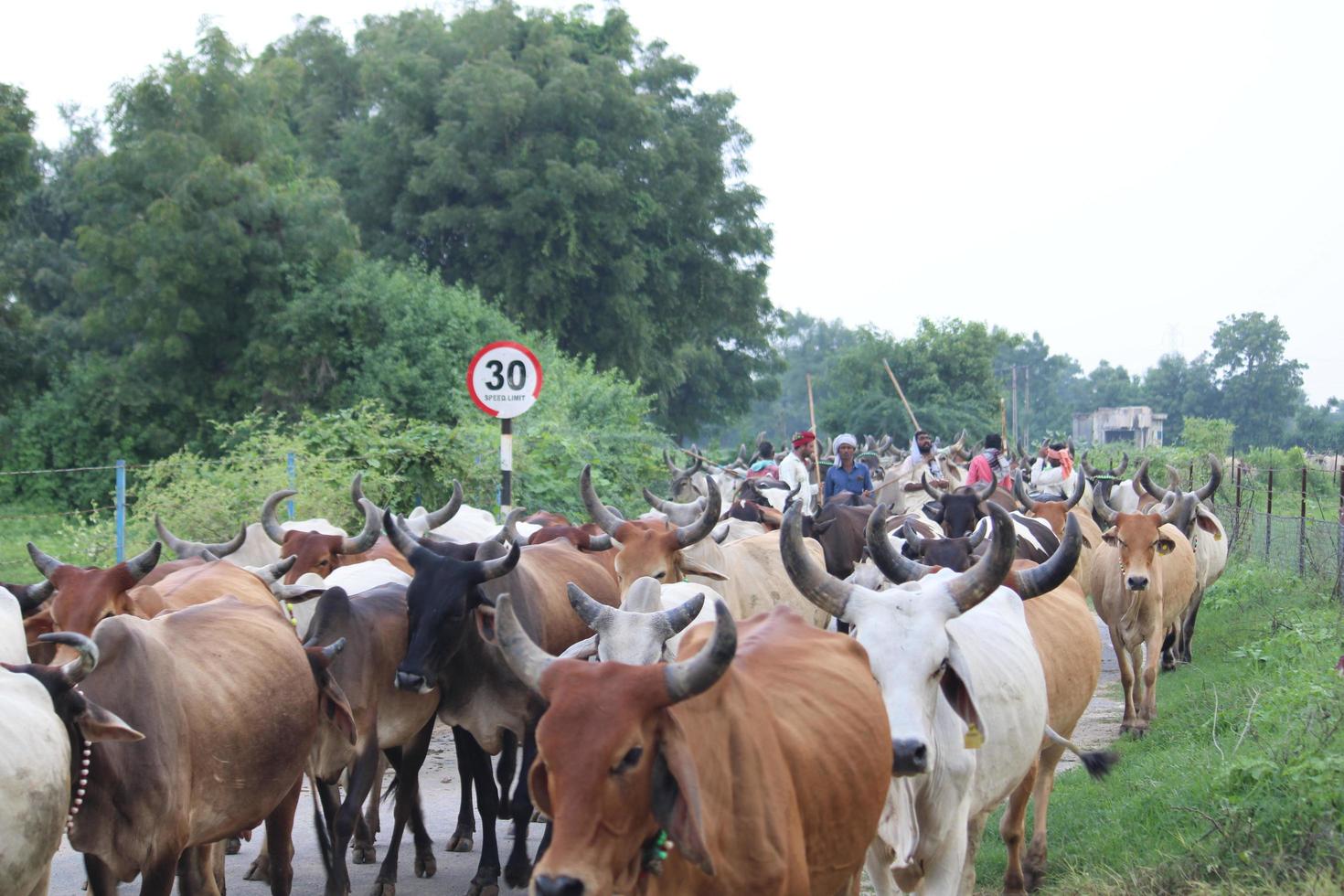 Indian village cattle's return to home after feed photo