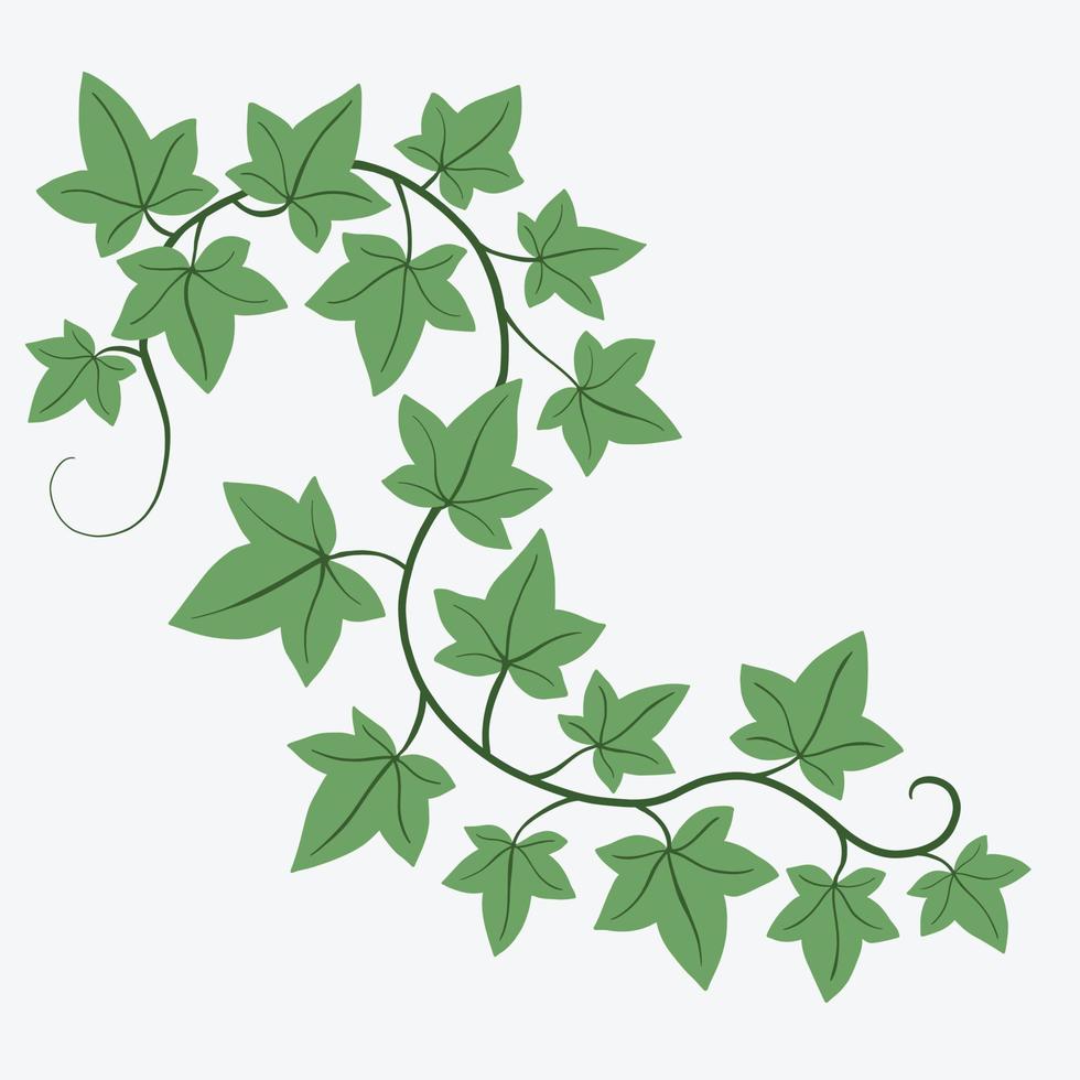 Floral ivy drawing decorative ornament flat design. vector