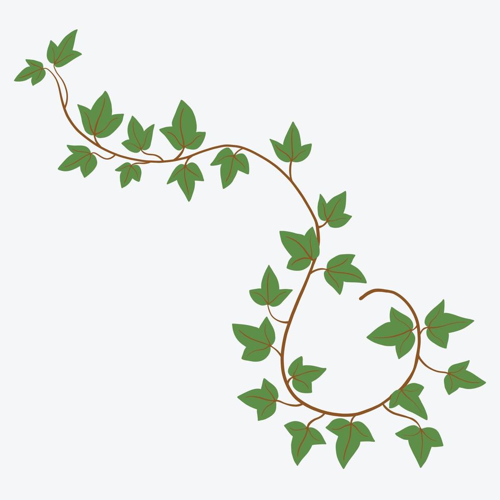 Floral ivy drawing decorative ornament flat design. vector