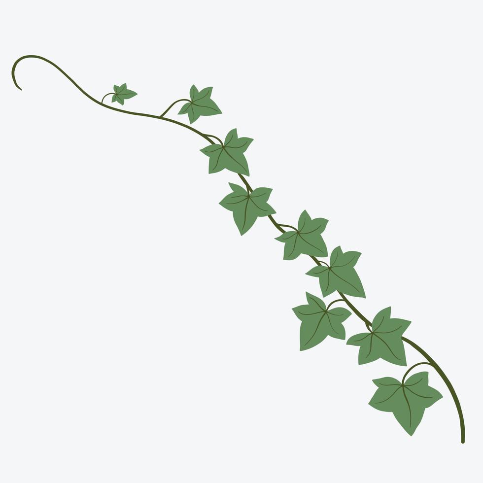 Floral ivy drawing decorative ornament flat design. vector