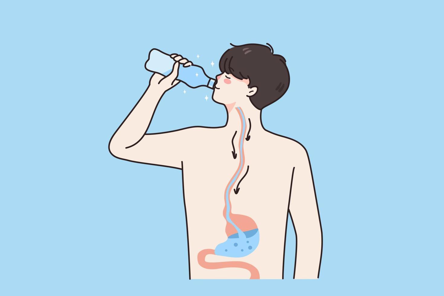 digestivo sistema y Bebiendo agua concepto. joven chico en pie Bebiendo puro limpiar agua yendo dentro su estómago vivo sano estilo de vida vector ilustración