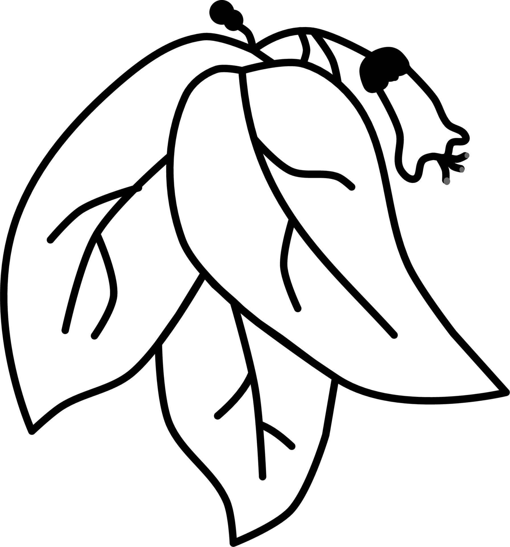 roses, plants, green leaves, flowers 20853021 Vector Art at Vecteezy