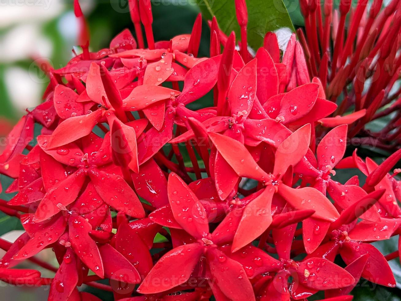 closeup of red ixora flower photo