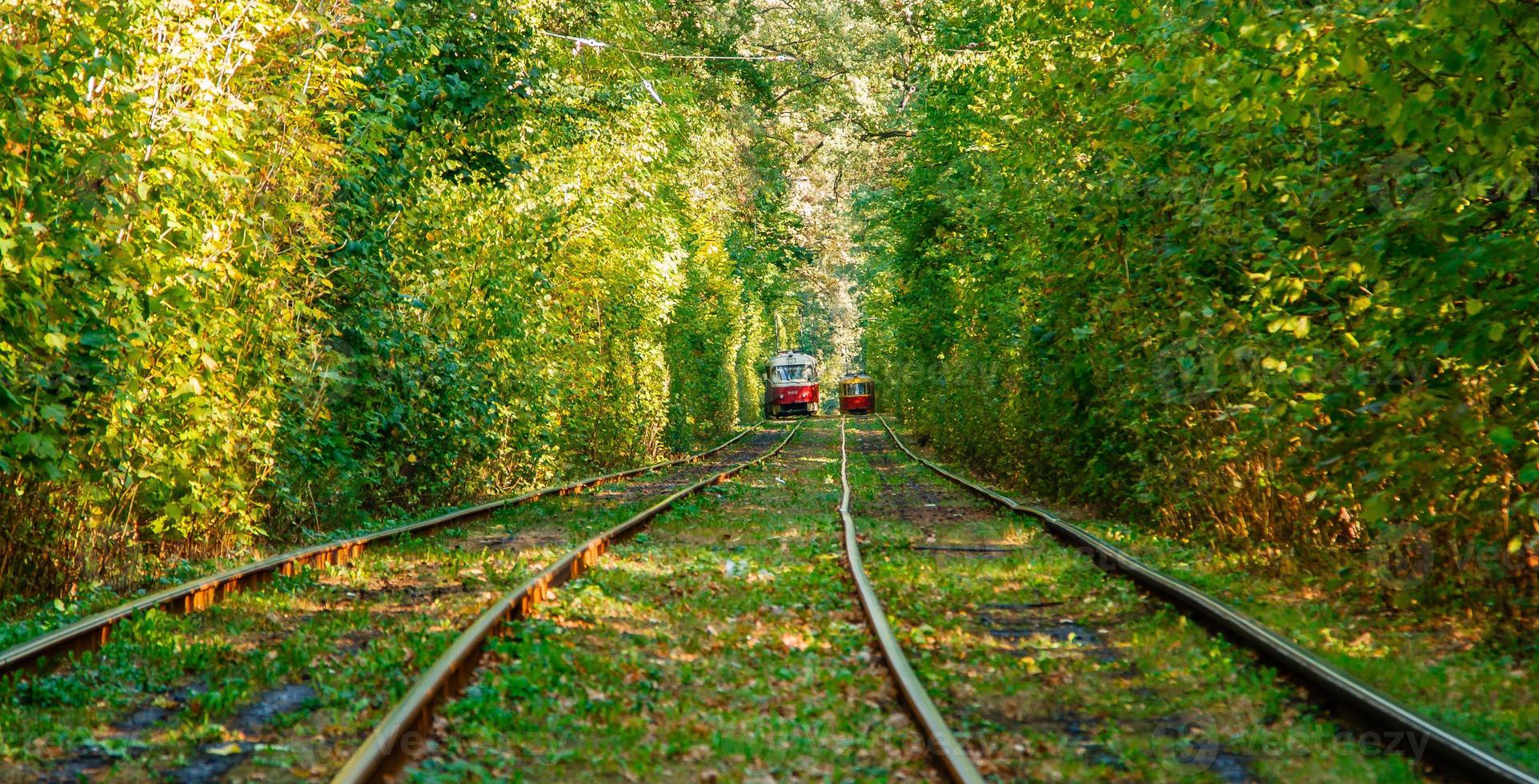 Tram and tram rails in colorful forest photo