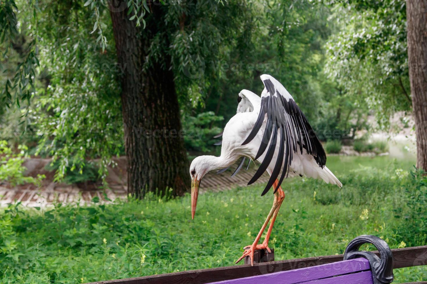 beautiful stork stands on a fence photo