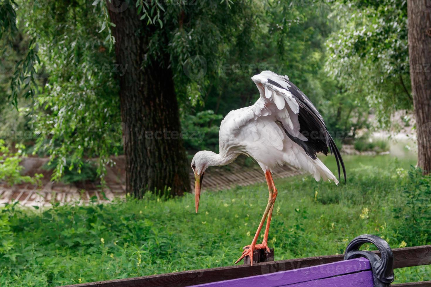 beautiful stork stands on a fence photo