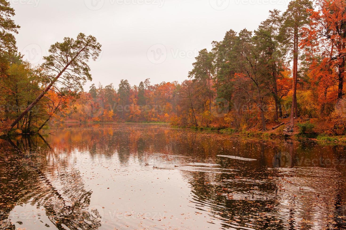 hermosa lago en un bosque con otoño arboles foto