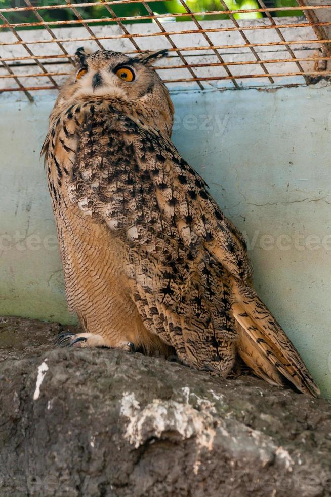 Beautiful owl close up photo