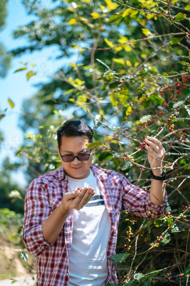 Worker Harvest arabica coffee berries on its branch photo