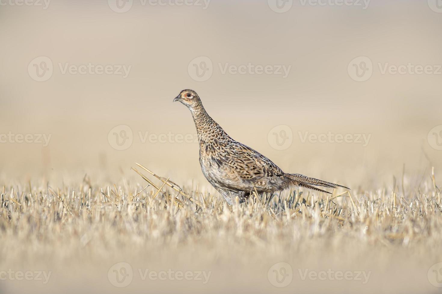 a pheasant hen in a harvested wheat field in summer photo