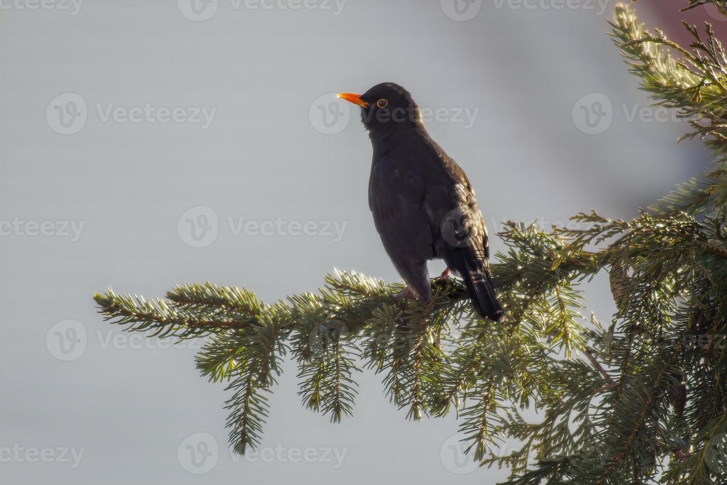 blackbird sits on a branch photo
