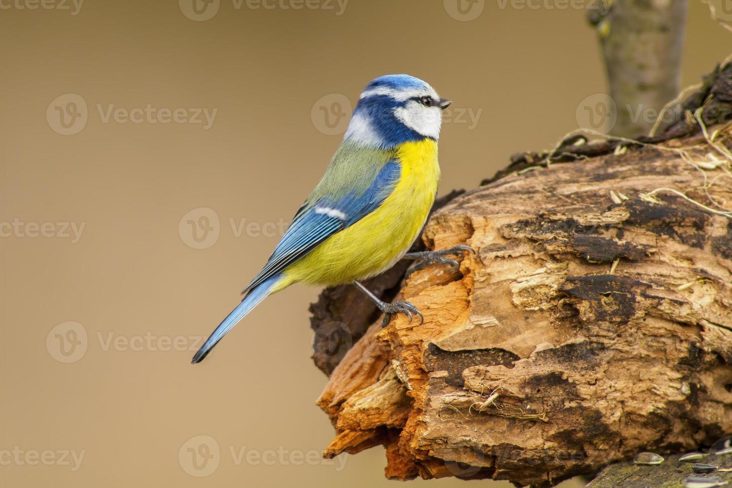 blue tit looking for food in spring photo