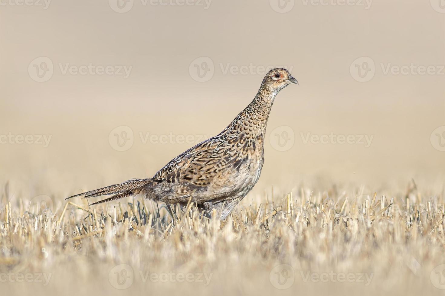 a pheasant hen in a harvested wheat field in summer photo