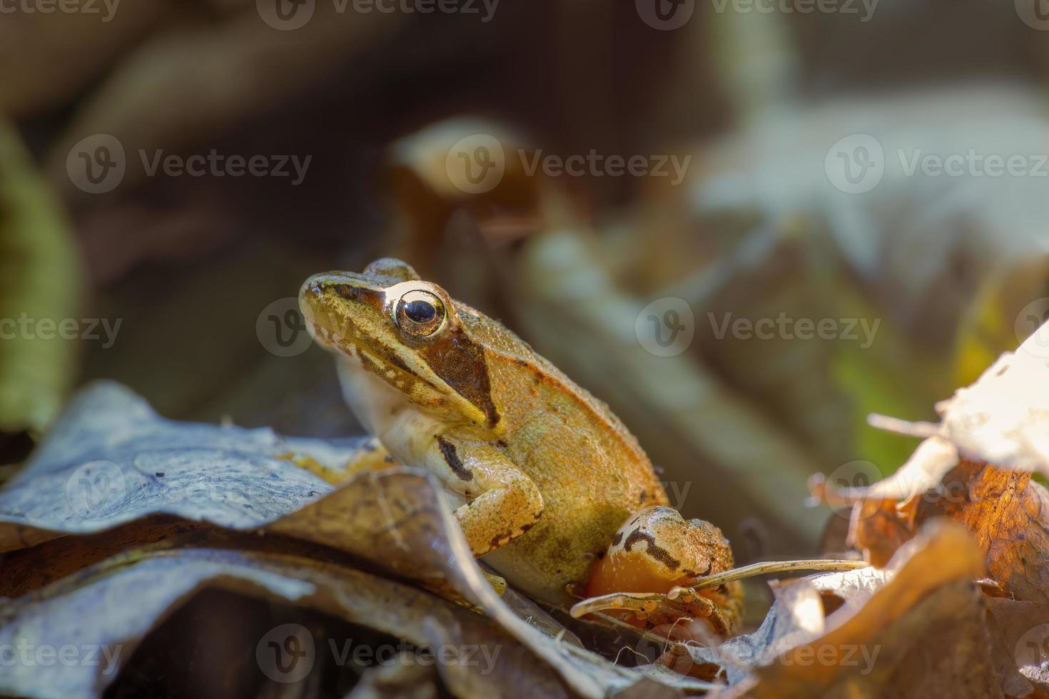 an brown frog sits in a deciduous forest photo