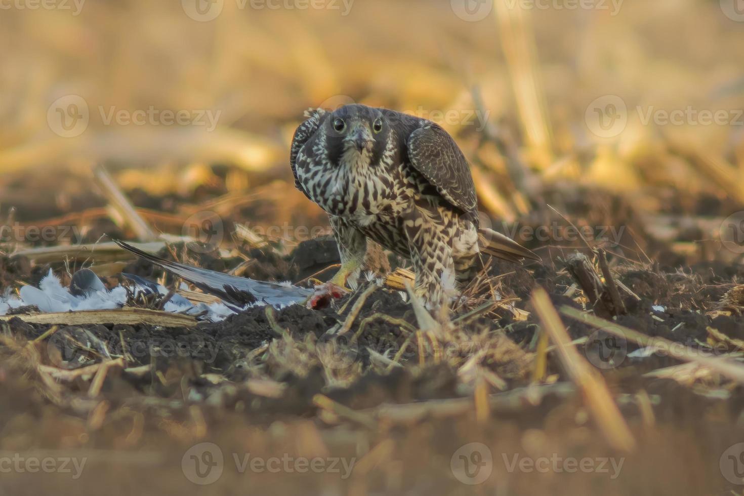 peregrine falcon sits on a harvested wheat field and eats its prey photo