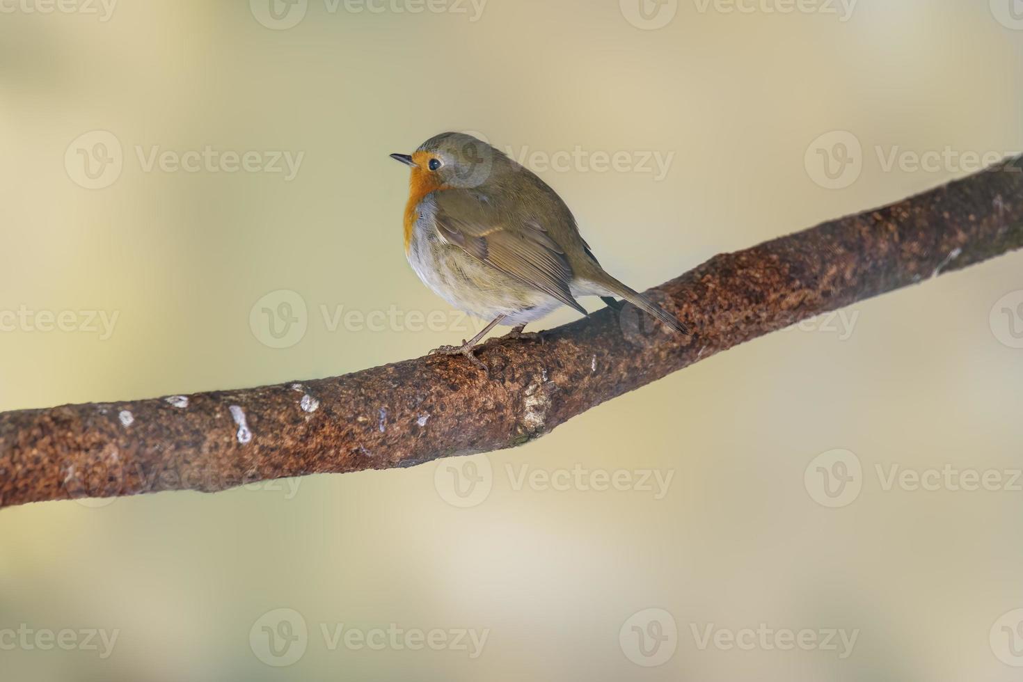 Robin se sienta en un rama y toma el sol en invierno foto