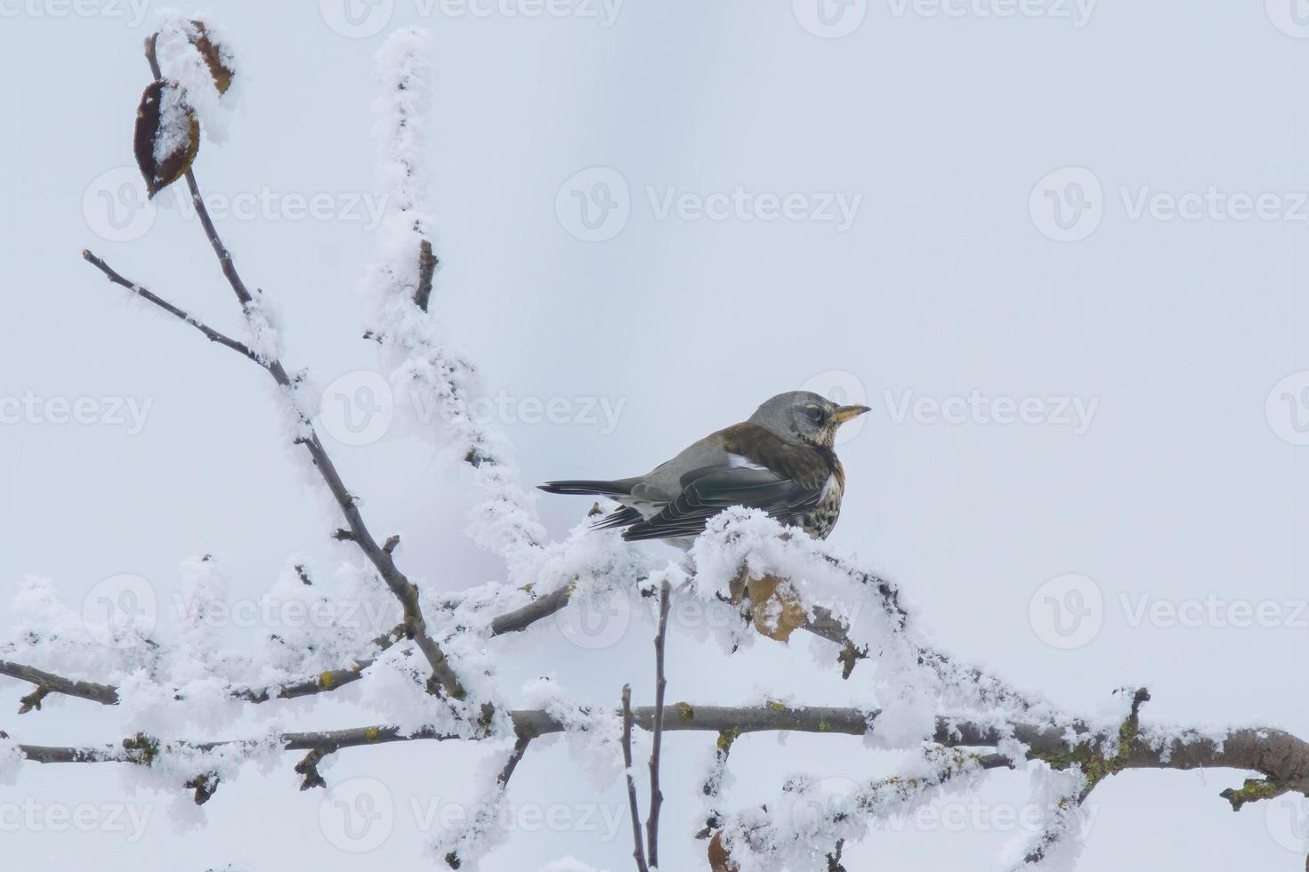 un zorzal se sienta en Nevado ramas en frío invierno hora foto