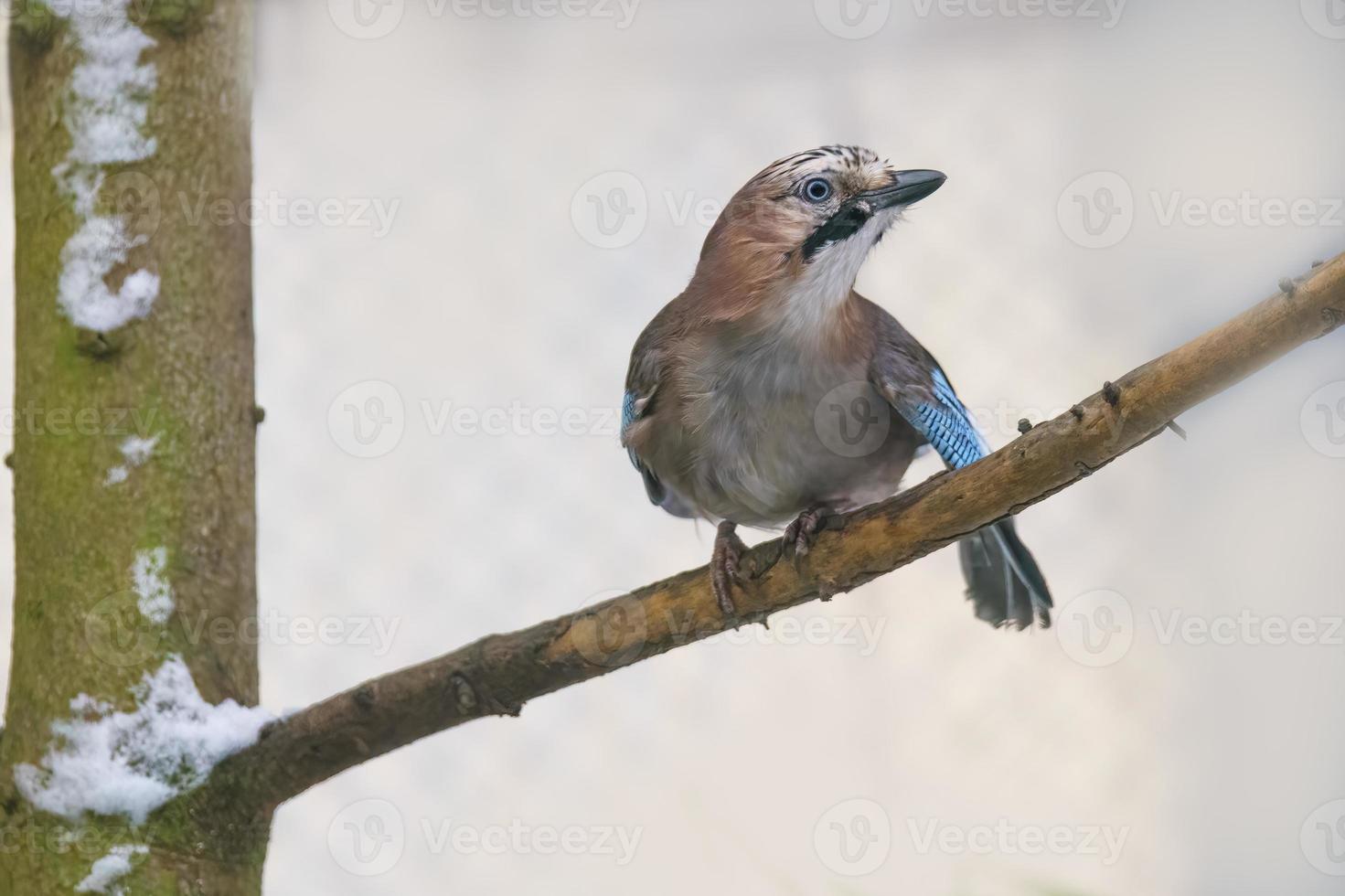 a jay sits on a branch photo