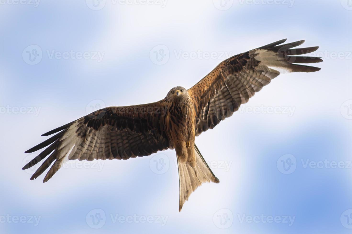 red kite flies in the blue sky looking for prey photo