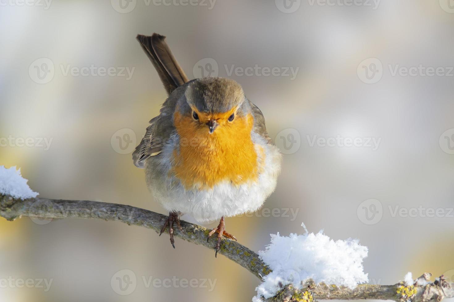 a robin sits on a snowy branch in winter photo