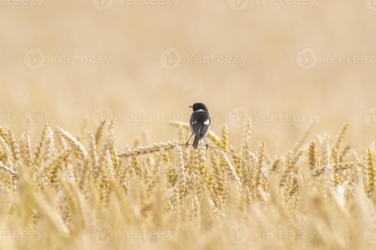 a stonechat sits on an ear in a wheat field photo