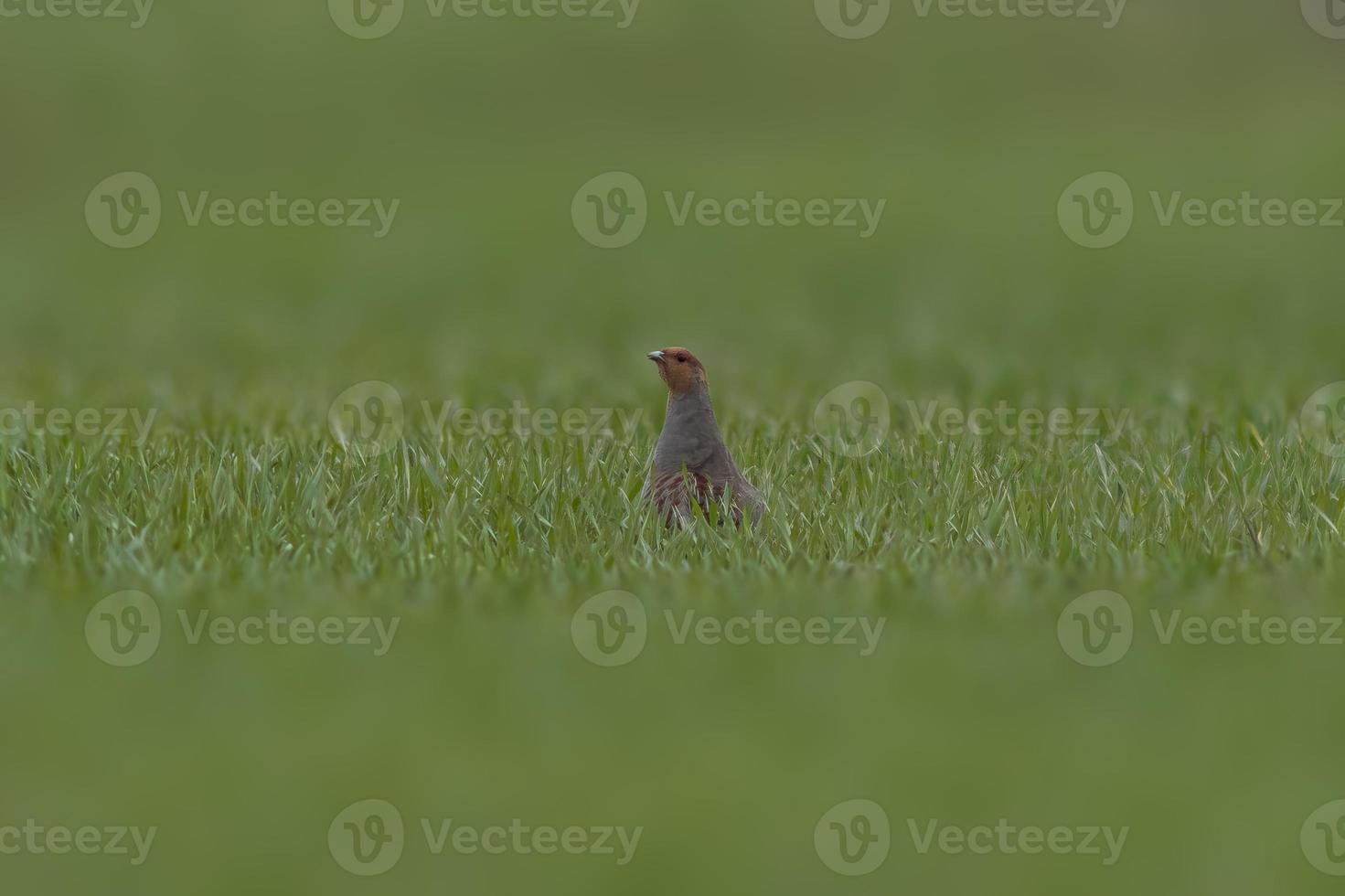 a small partridge looks out of a green wheat field in spring photo