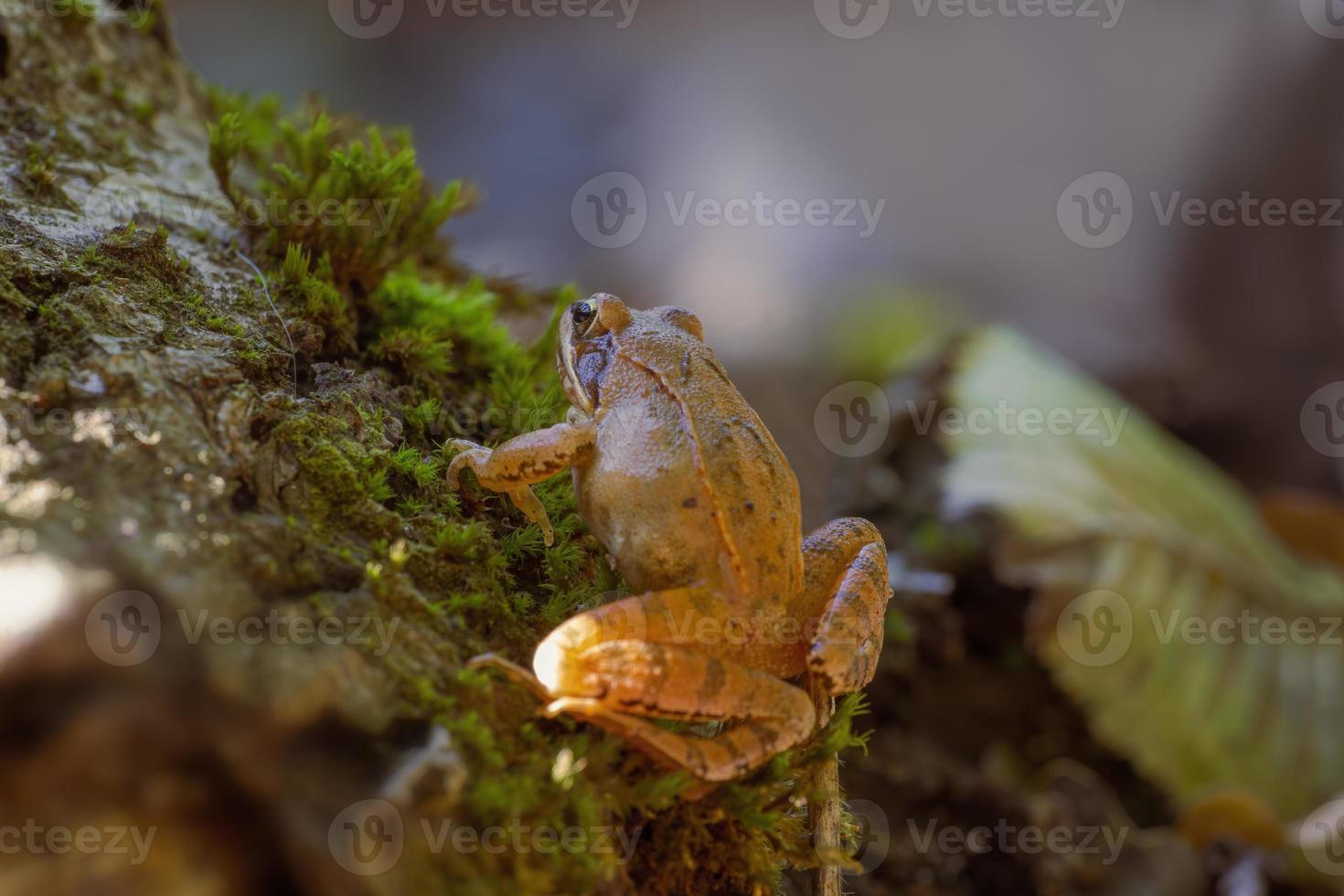 an brown frog sits in a deciduous forest photo