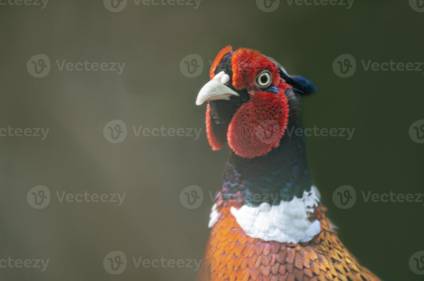 a portrait of a pheasant rooster photo