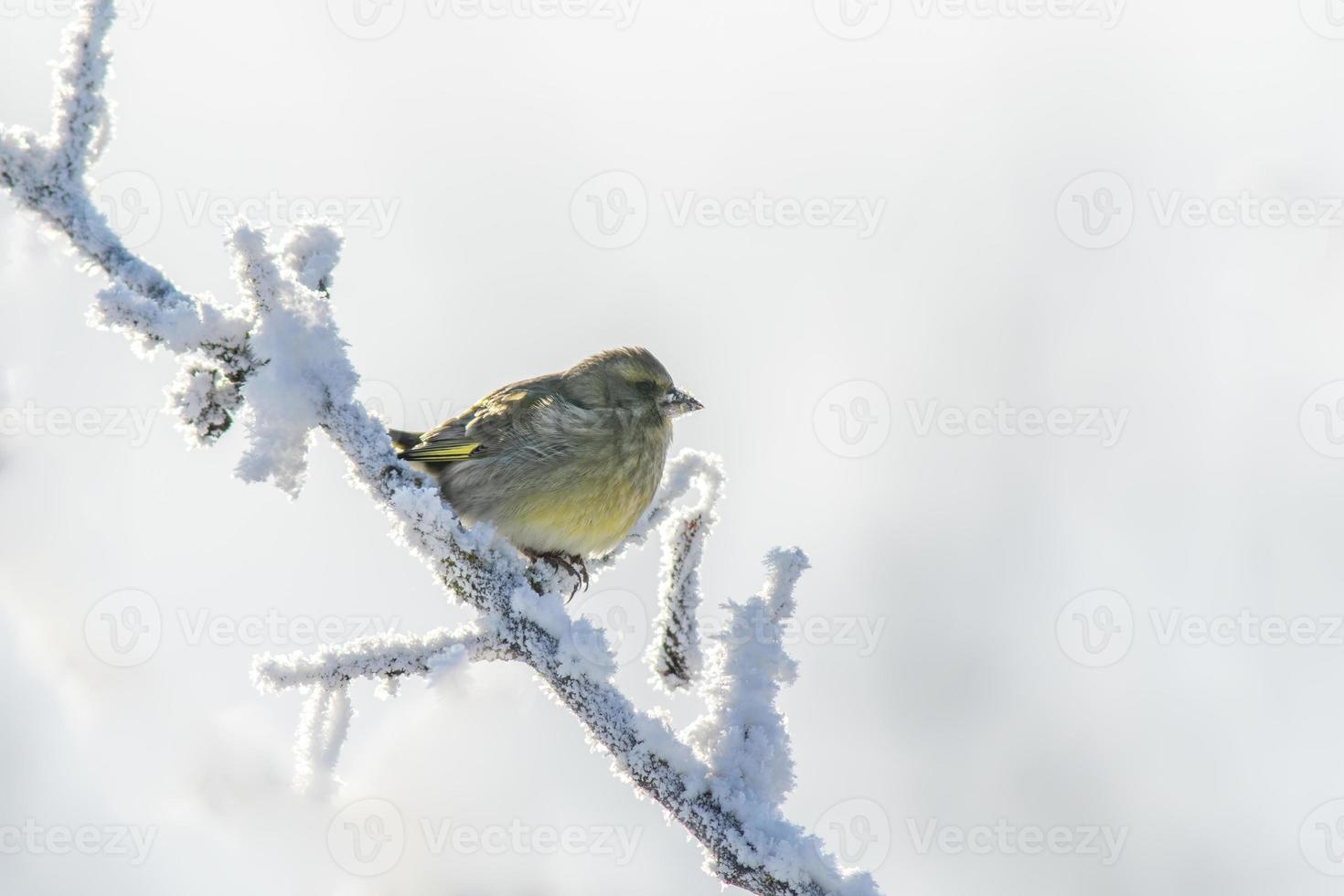 un finchada verde se sienta en un Nevado rama en el frío invierno foto