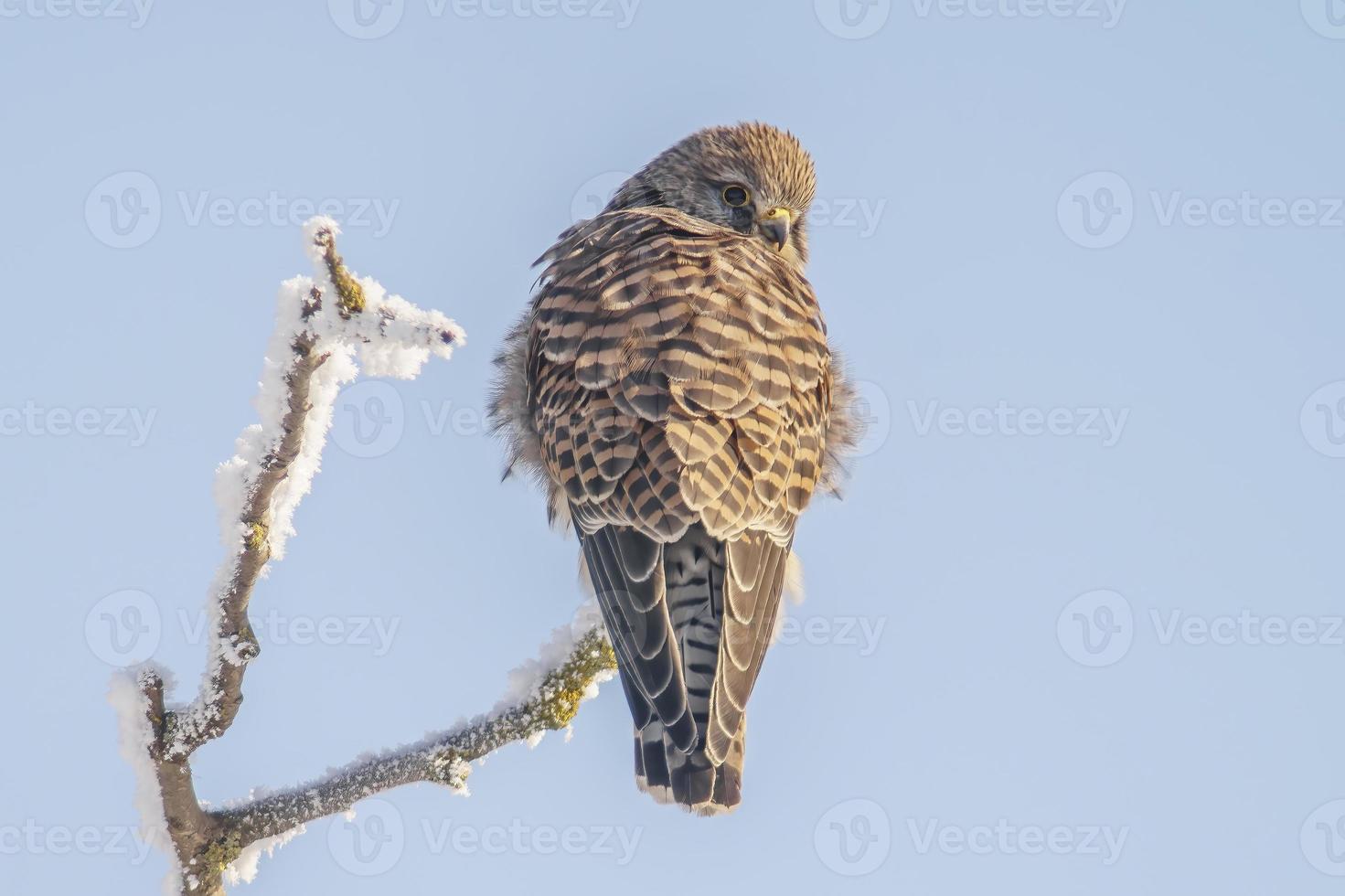 kestrel perches on a snowy branch on a tree in winter photo