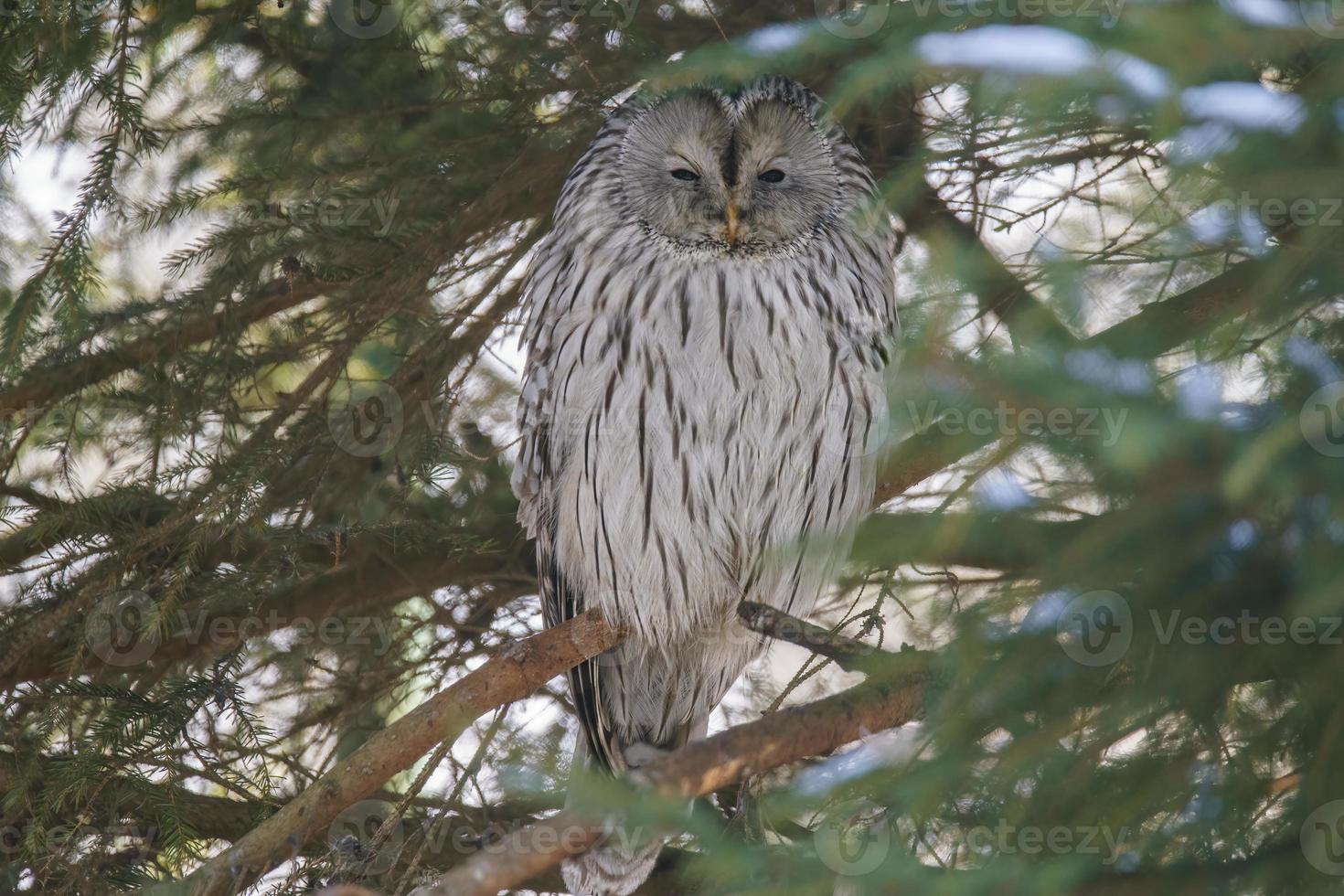Ural owl sits in a spruce tree and keeps calm photo