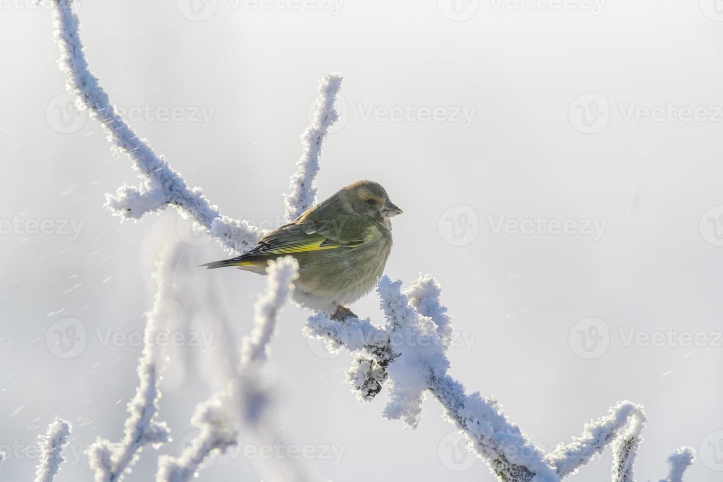 un finchada verde se sienta en un Nevado rama en el frío invierno foto