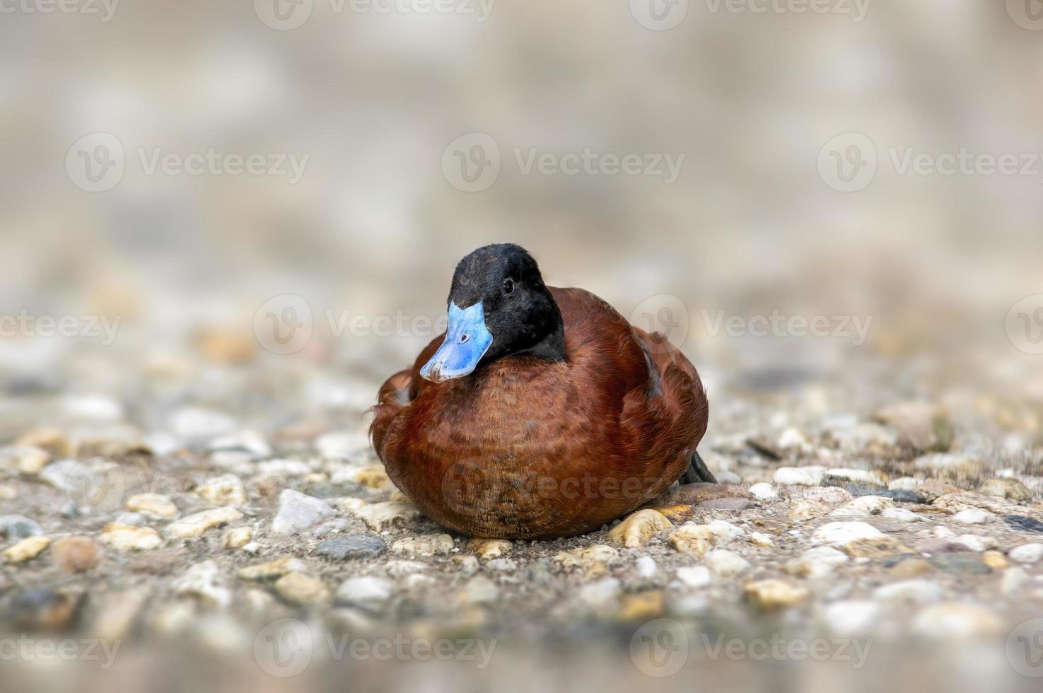a ruddy duck swims on a pond photo