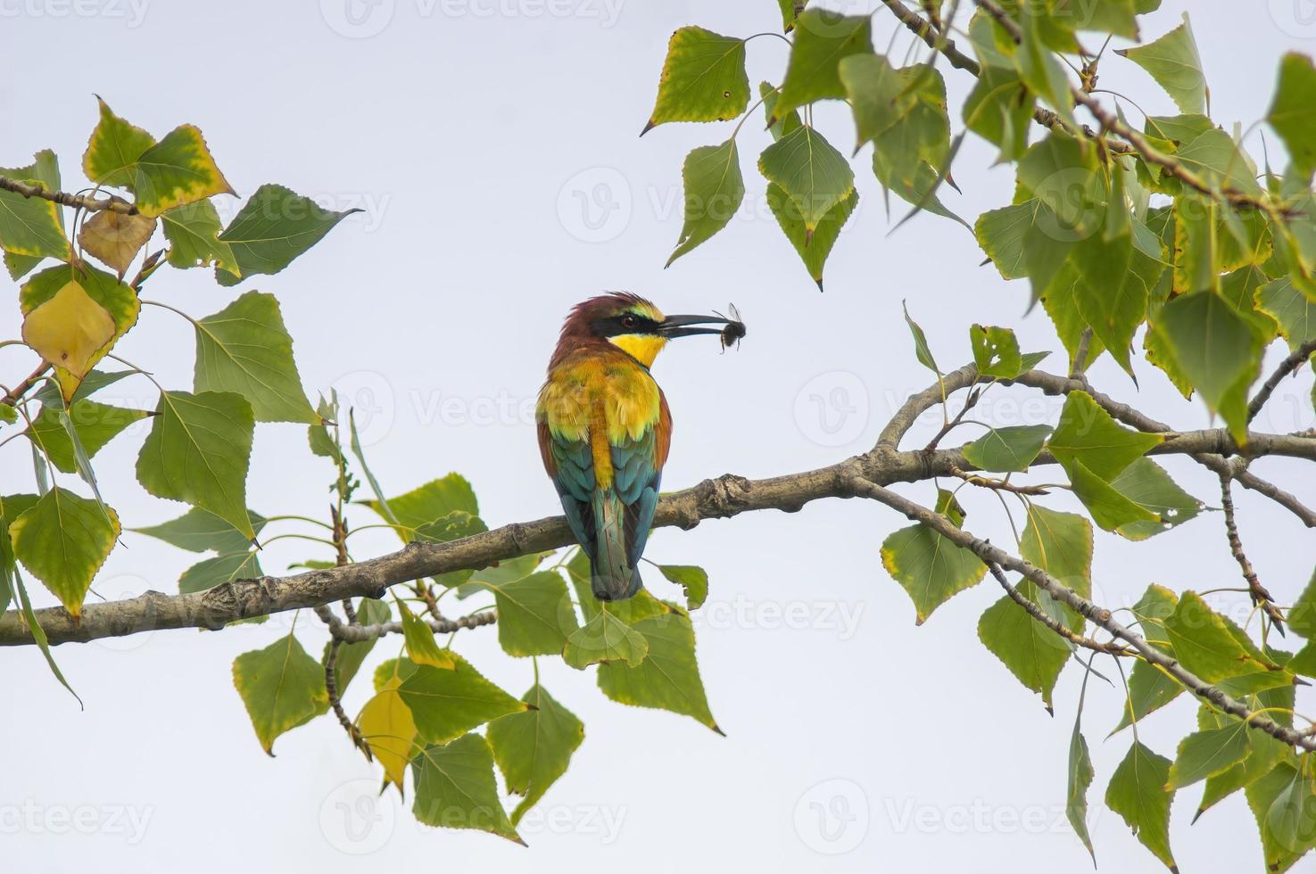 bee-eater with prey sits on a branch photo