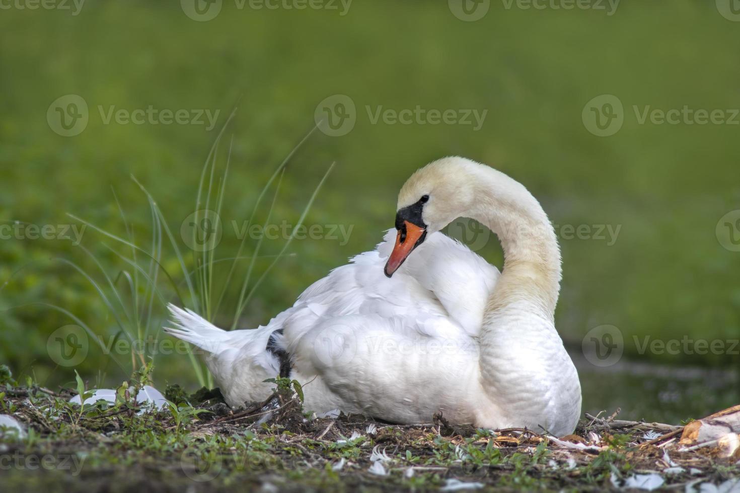 un adulto cisne se sienta en el apuntalar de un lago foto