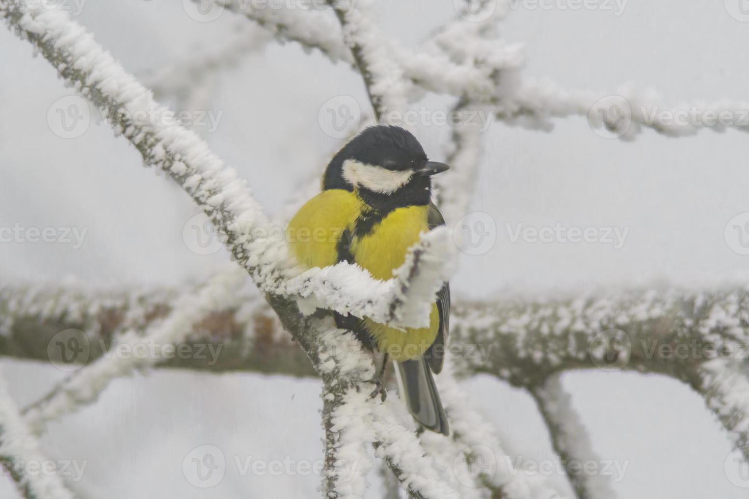 un genial teta se sienta en Nevado ramas en frío invierno hora foto