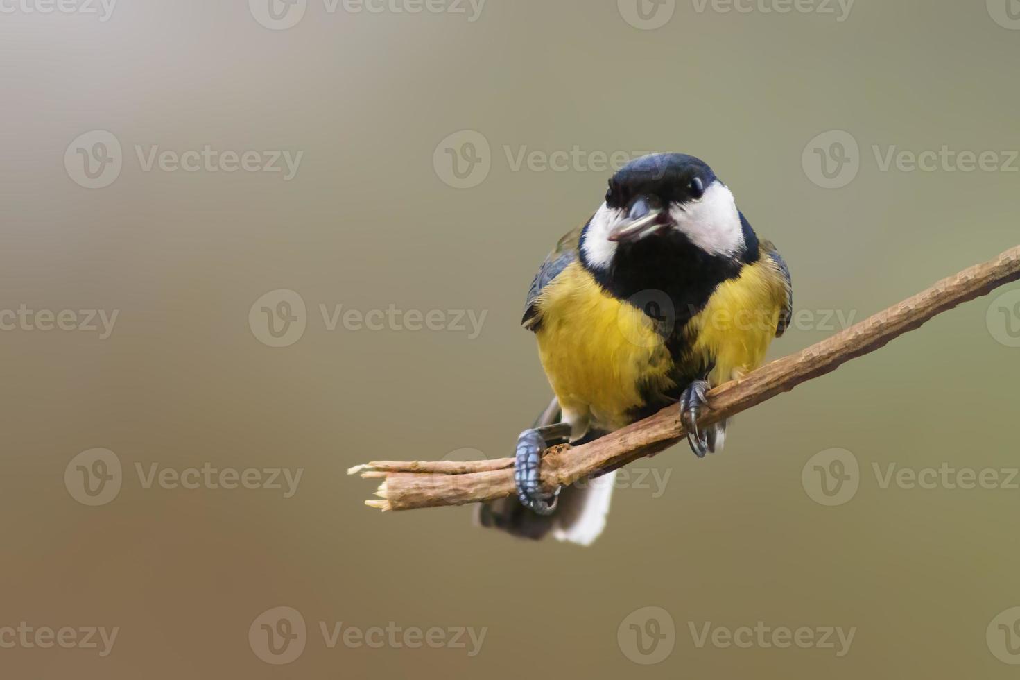 a great tit sits on a branch in spring photo
