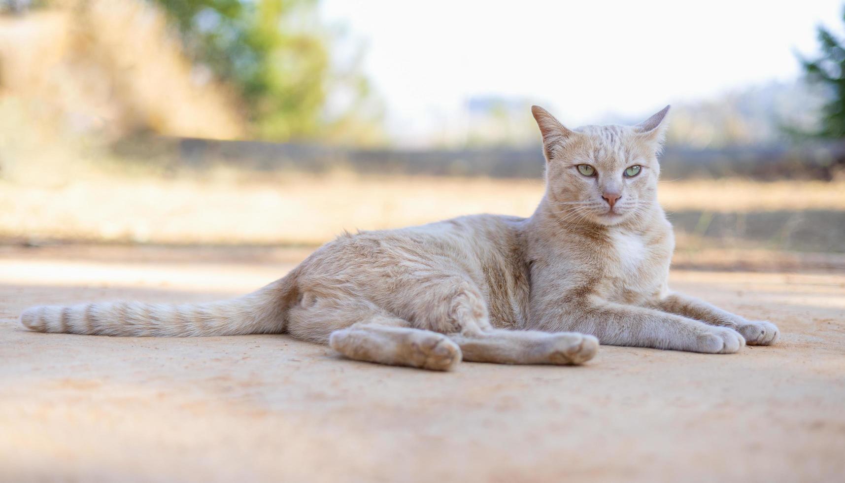 retrato de mullido gato con verde ojos en piso foto