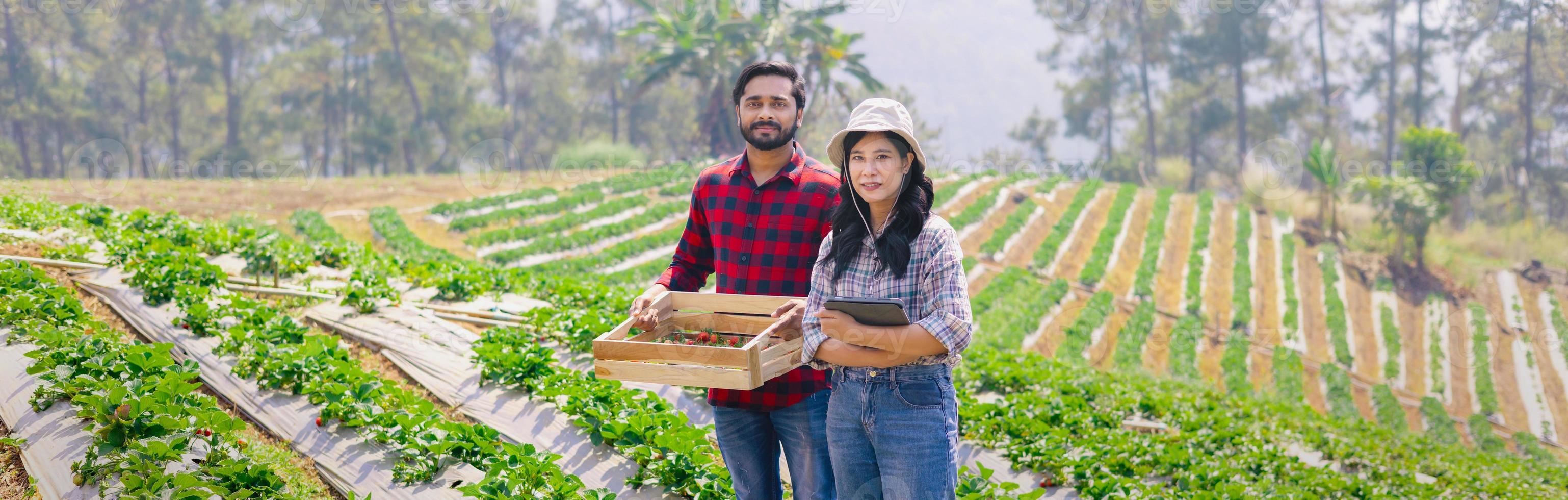 Young couple gardener picking strawberry at farm field photo