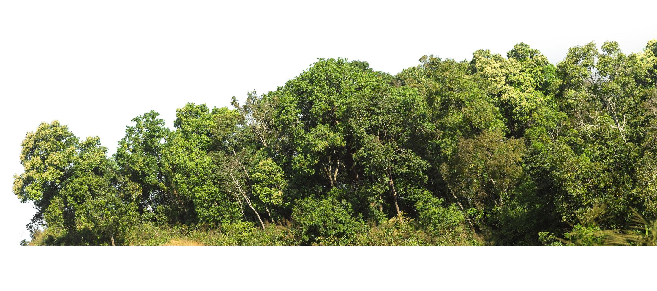 green tree line isolate on white background photo