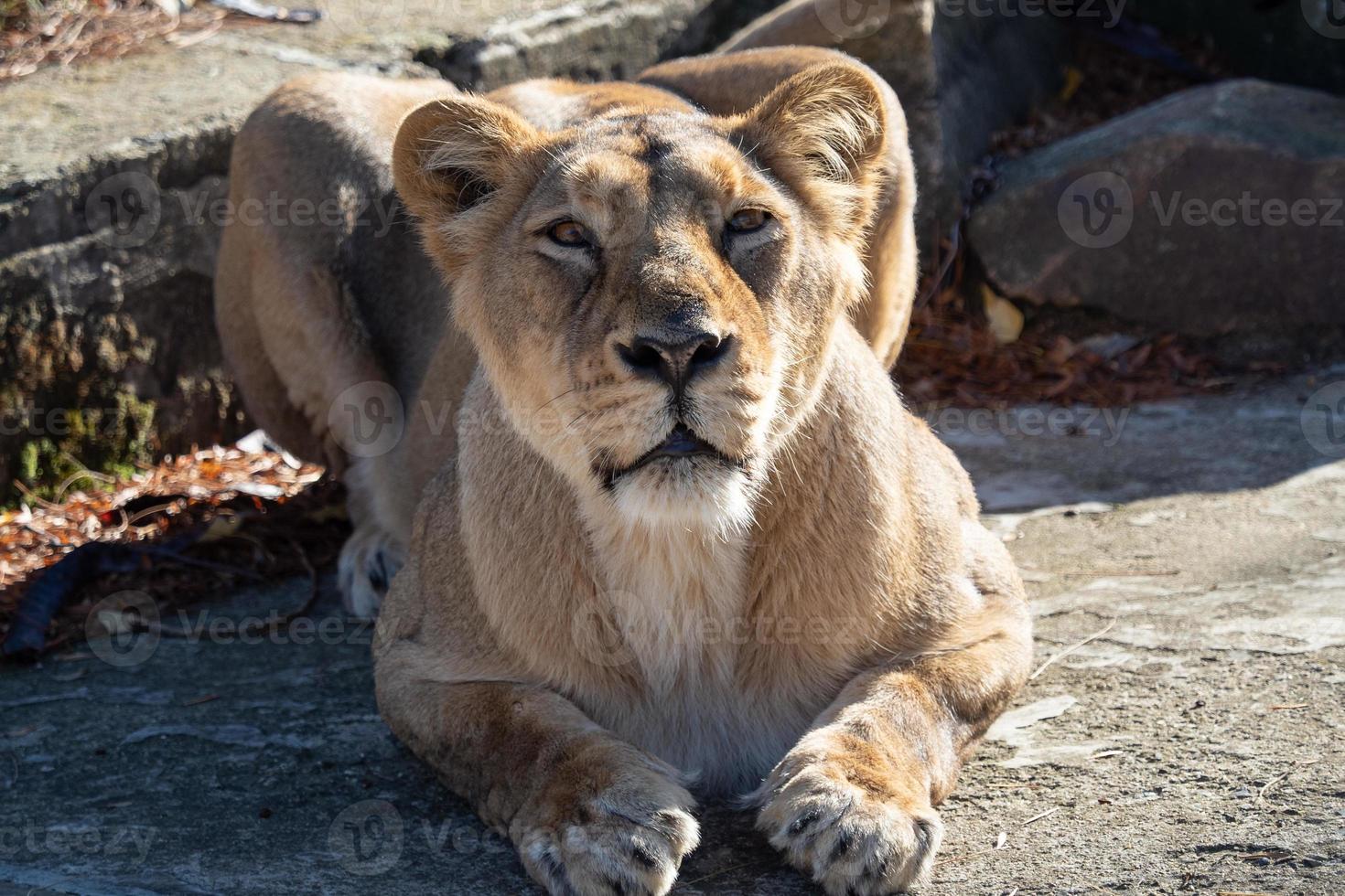 leona asiática panthera leo persica. una especie en peligro crítico de extinción. foto